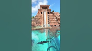 Waterslide into a SHARK TANK 🦈