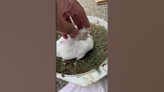 Suara burung merpati kecil