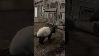 Malayan Tapir Calf Nyawa Gets Zoomies