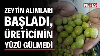 Zeytin hasadı başladı, üreticinin yüzü gülmedi