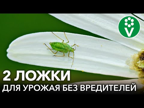 УНИКАЛЬНЫЙ ХИЩНЫЙ ГРИБ: