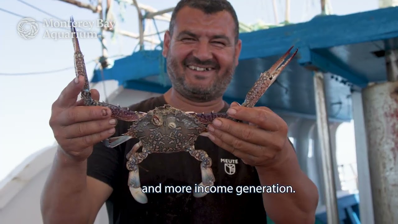 Tunisia's booming blue crab fishery