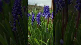 Download Lagu Spring flowers #violet #nature #ukraine #beautynature MP3