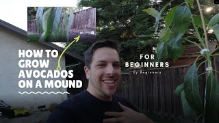 Avocados are a delicious and curious fruit with fragile root system
that has few peculiarities. in this planting video, we demonstrate how
to make soil...