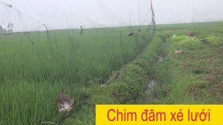 Đánh RẼ GIUN vụ tháng 3-2022/ Chim đi cực mạnh