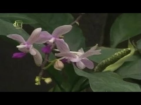 Экологические группы растений. Гигрофиты