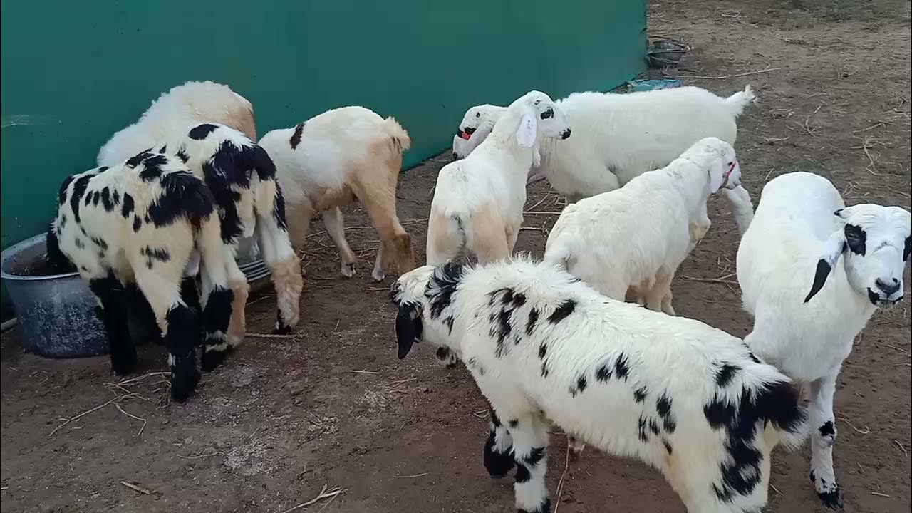 Sneha Sheep Farm @ Cherukupalli, Guntur District. 8522080508 - YouTube
