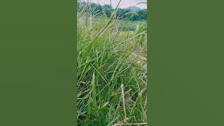 mawar bodas|cover Alya.s.f