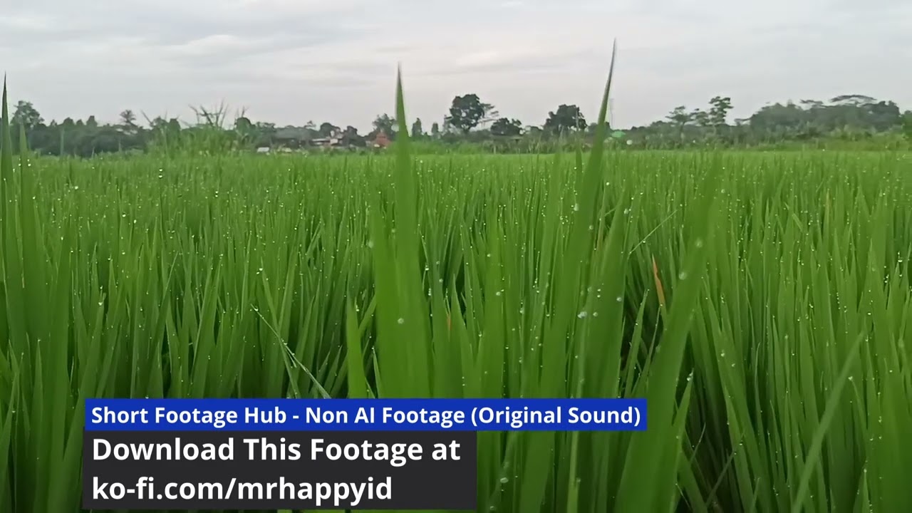 Fresh Morning Dew on Rice Field - Original Audio - 100% Non-AI Original Footage (1080p | 30fps)