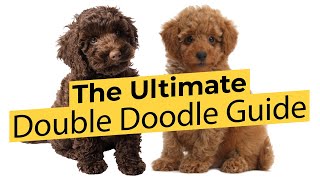 The Ultimate Double Doodle Guide 📃🐶🔴 2022 🔴