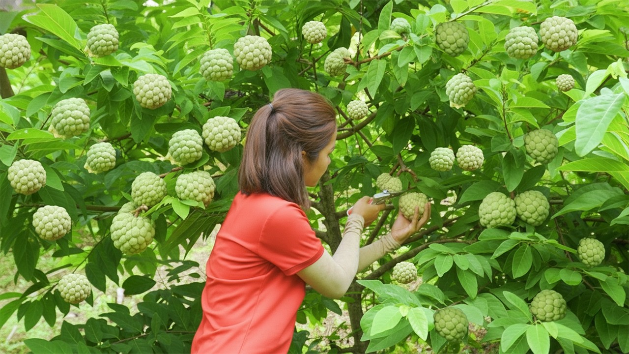 Hanna Harvest: Harvesting Giant 