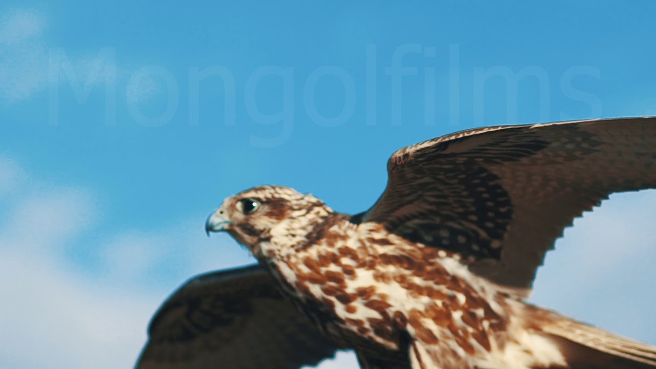 Falcon stock footage