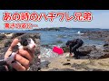 袋に入れられて冷たい海に投げ捨てられたハチワレ兄弟…現在驚きの姿に。