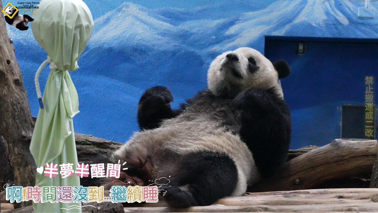 20260304 圓仔可愛的小薑絲半夢半醒睡姿，一臉起床氣企鵝姿坐等放飯 The Giant Panda Yuan Zai