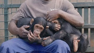 Daily Life In Chimpanzee Sanctuary