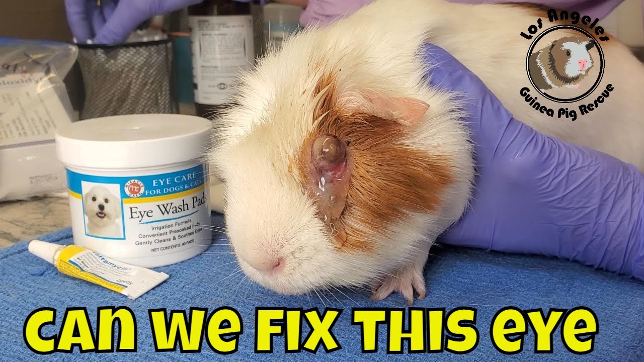Fixing Ulcerated Eyes in Guinea Pigs Often Surgery is NOT the only