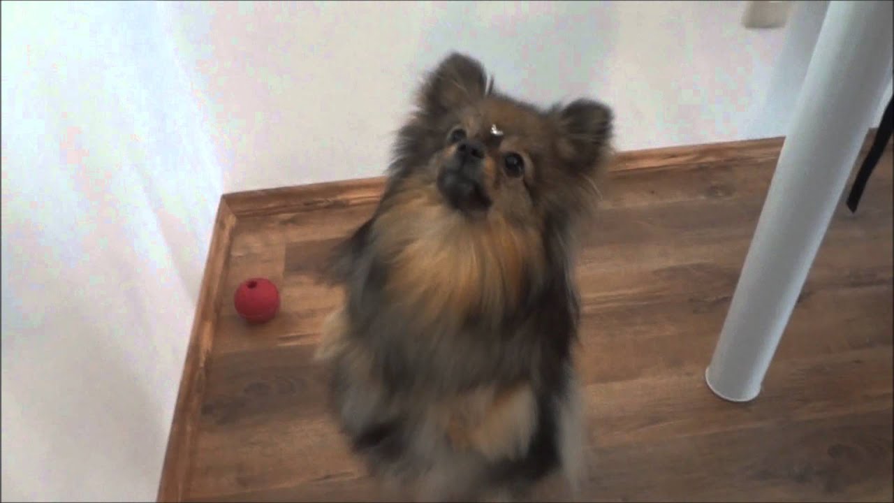 Lulu da Pomerânia Dançando/Dancing Pomeranian YouTube