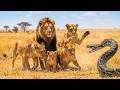 Python Attacked Their Cub So The Whole Lion Family Fought Back mp3
