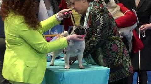 Mopsy / Pugs - WDS 2024, Zagreb, Croatia