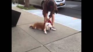 Best VINE VINES on the web!  ~~   Lazy Bulldog