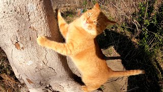 寒くて猫ハウスに帰る茶トラ猫と外で日光浴をするクリーム猫