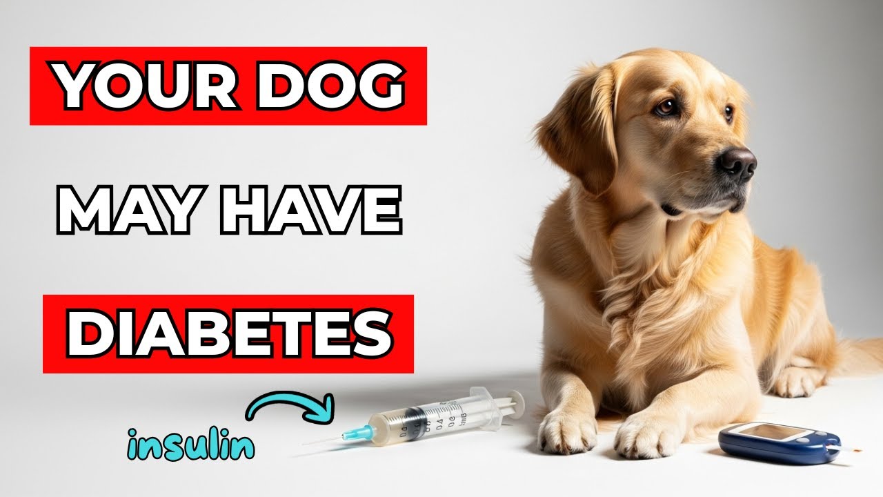 Dog Diabetes: All You Need to Know to Protect Your Pet