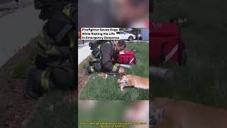 Firefighter &amp; Little One,The Warmest Rescue #firefighterrescue #animalrescue #dogs #horse #usa