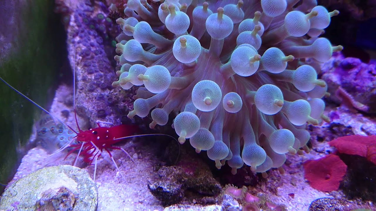 がりがりにやせながらも生きているスポットマンダリン 海水魚 がらくた玉手箱