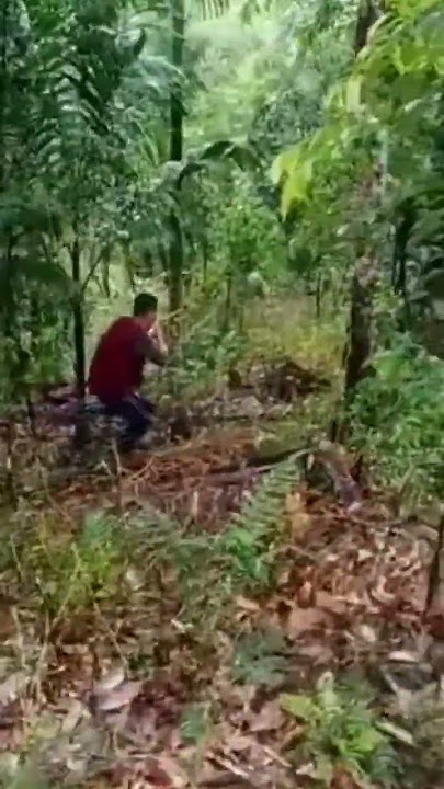 Menembak babi hutan dengan senapan tradisional - suara nya bikin babi besar spot jantung #shorts