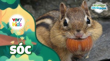 THẾ GIỚI KỲ DIỆU CỦA BOOL BOOL - BÍ MẬT VỀ SÓC - TẬP 12