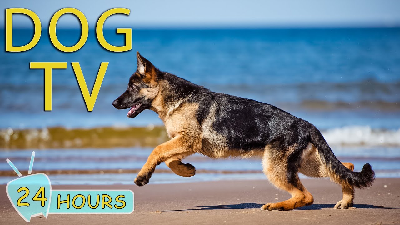 DOG TV: Video Entertainment Keep Your Dogs Happy and Relaxed When Home Alone - Banish Dog Anxiety