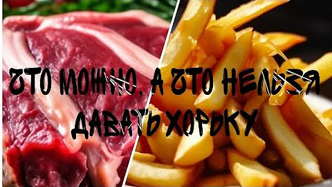 что можно давать хорьку, а что нельзя