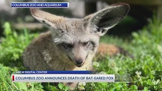 Columbus Zoo announces death of bat-eared fox Ivy