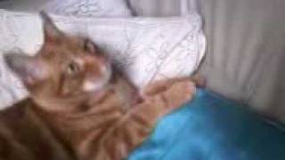 Video-0001.mp4
