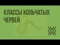 Классы кольчатых червей. Видеоурок по биологии 7 класс