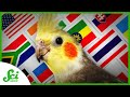 Does Your Cockatiel Have an Accent?