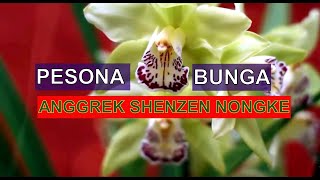 PESONA KEINDAHAN BUNGA ANGGREK SHENZEN NONGKE