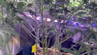 Daily grow journal! Apr.1.23 @gorillagrowtent @primesuperiorgrow