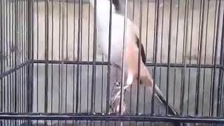 Download Lagu Masteran cendet isian kuntilanak panjang cocok untuk bahan MP3