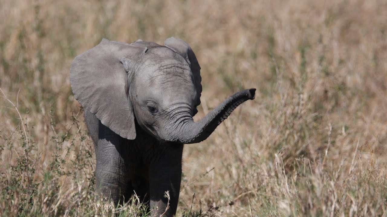 Baby elephants YouTube