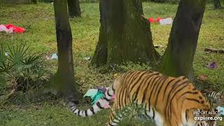 Happy and she knows it! It's Dutchess tiger at Big Cat Rescue.