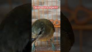 OPIOR JAWA BETINA BIRAHI