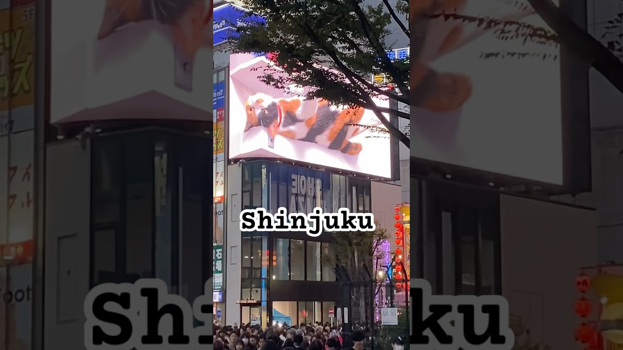 📍Giant 3D Cat Billboard Shinjuku | 