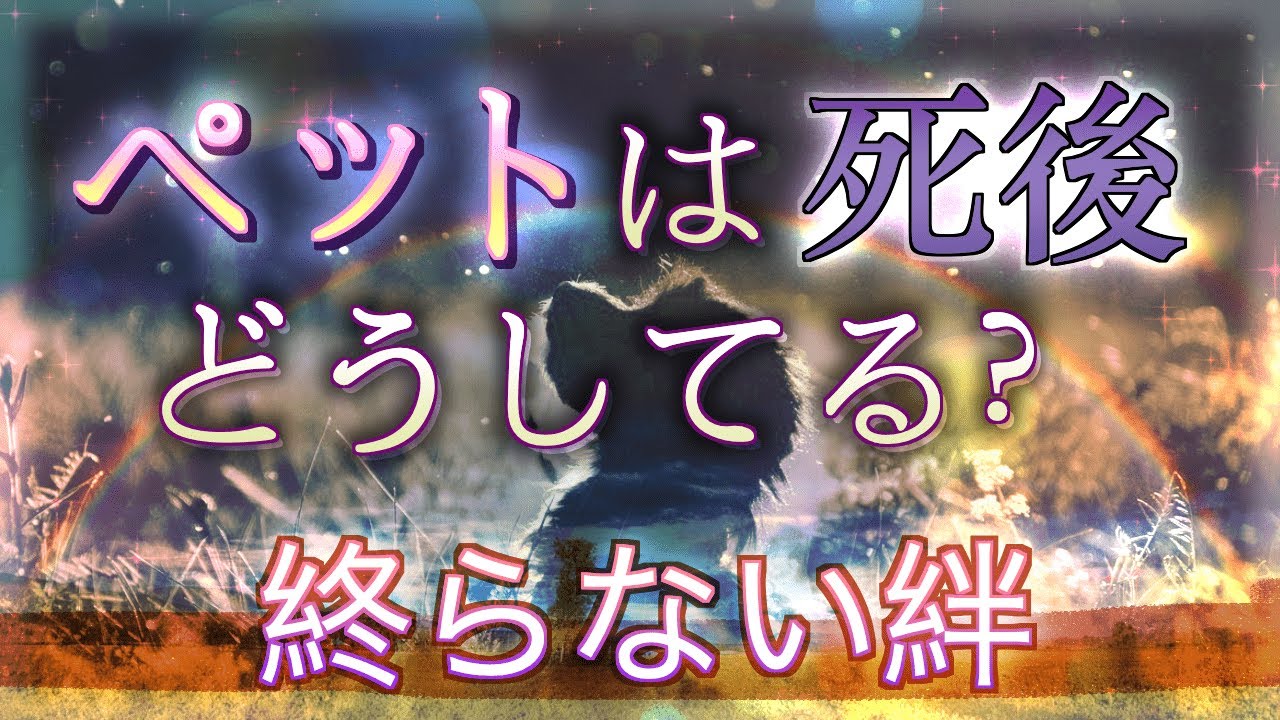 💗終らない絆💗ペットの死後『また会いたい』とリクエストすると…❓弔い方の注意点【ペットロスの方へ】#ペットロス
