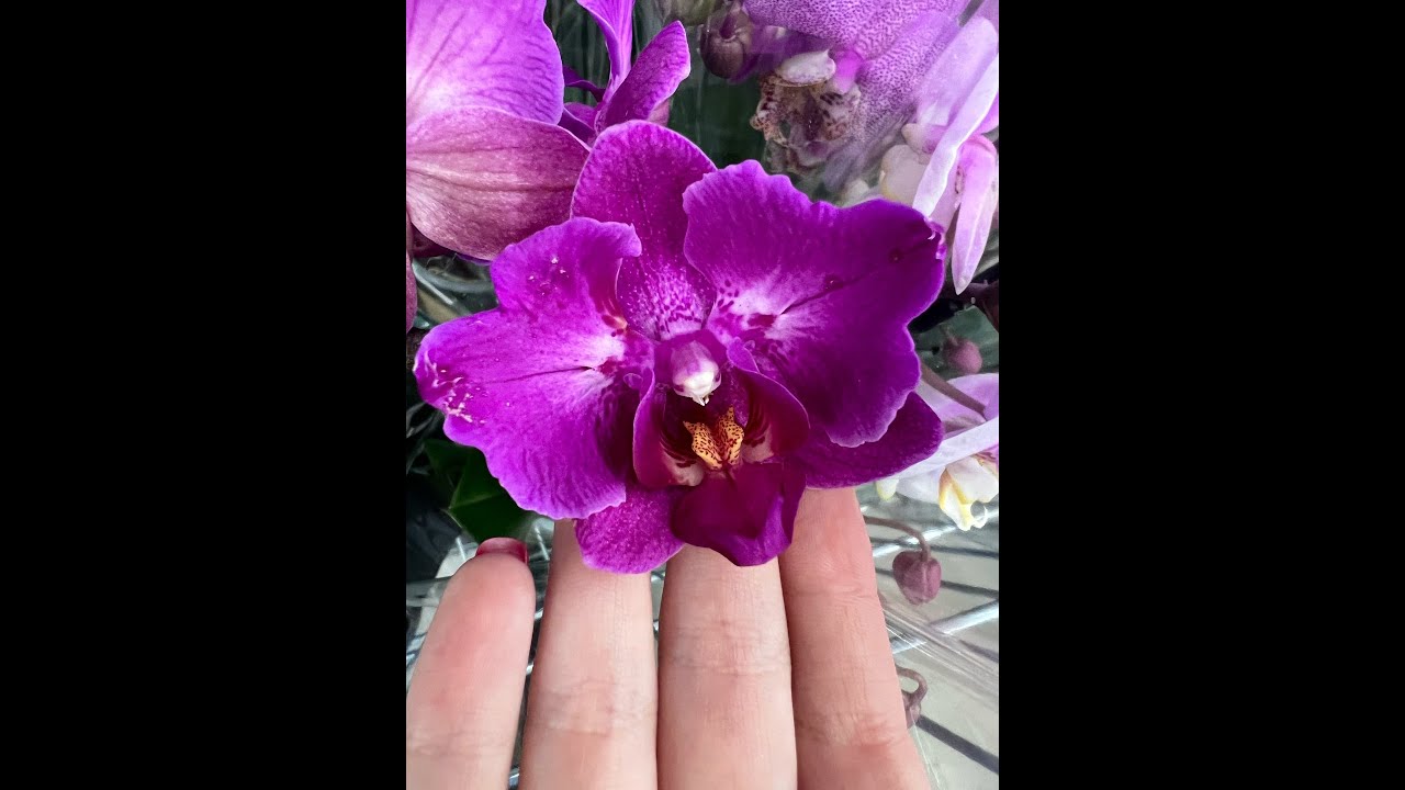 Огромный завоз орхидей в Леруа Мерлен Воронеж 18.02.2023. Нашли бабочку ...