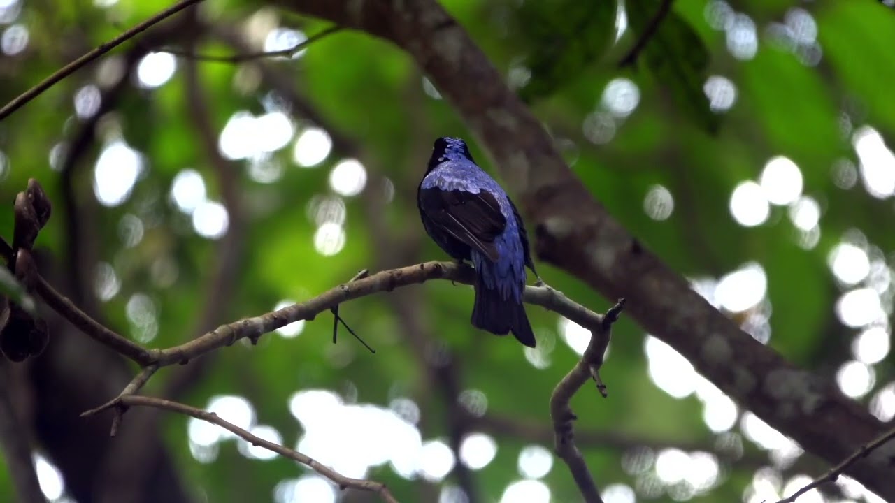 Asian Fairy-bluebird's call