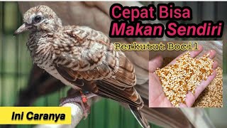 Anak PERKUTUT Cepat Makan sendiri ini caranya || Tips Agar Perkutut cepat Nutul makan sendiri