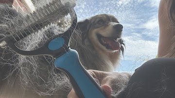 How to use the Maxpower Planet Pet Grooming Rake