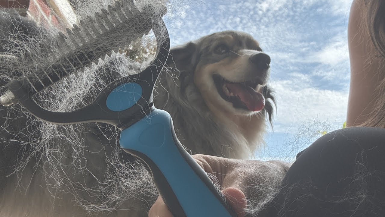 How to use the Maxpower Planet Pet Grooming Rake
