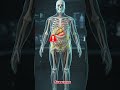 What Happens to Your Body If You Eat Junk Food Every Day? 🍔😱